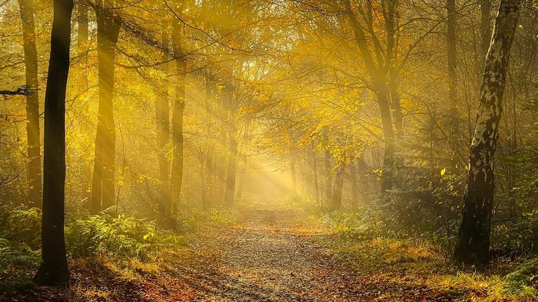 Sunlit autumn forest trail