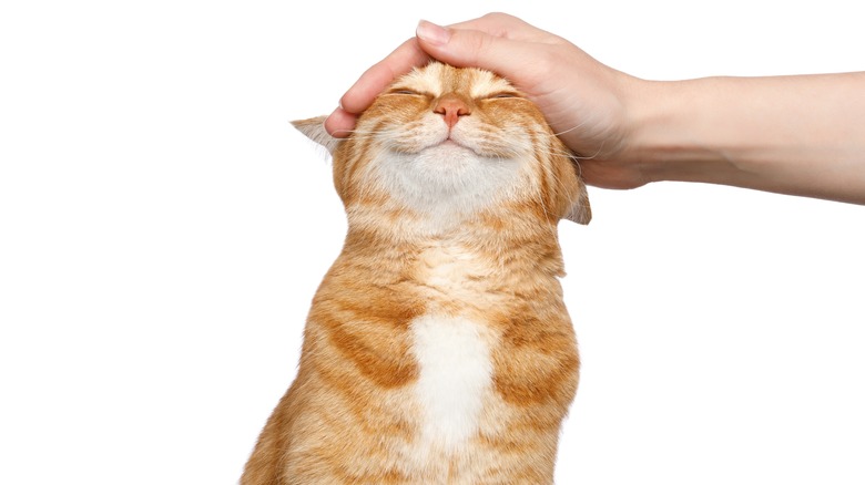 Cat receiving head pets