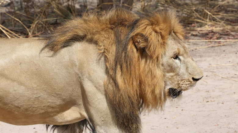 A lion walking