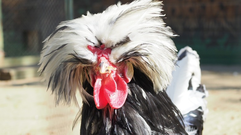 White Crested Black Polish chicken