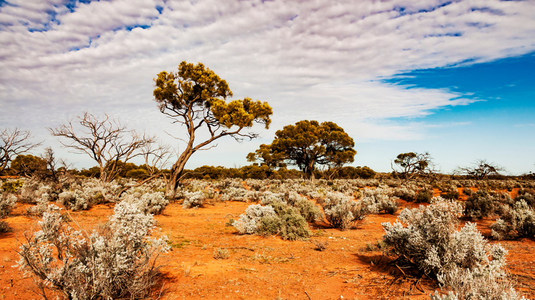 Photo of Northern territory Australia