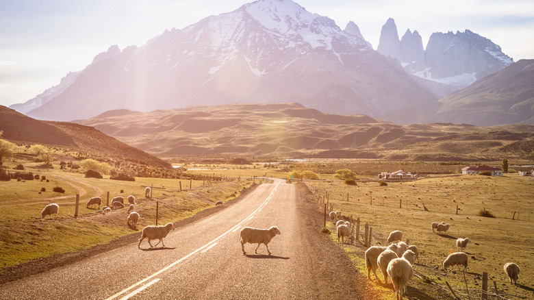 Sheep on road before Chile mountains