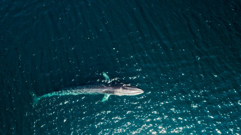 fin whale