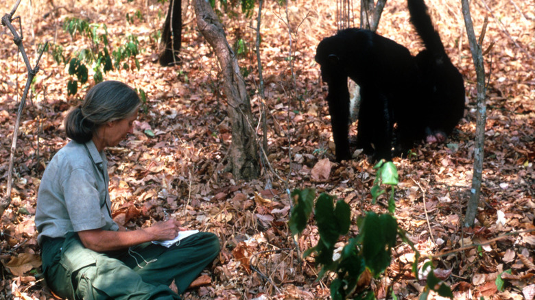 Jane Goodall observes chimpanzees