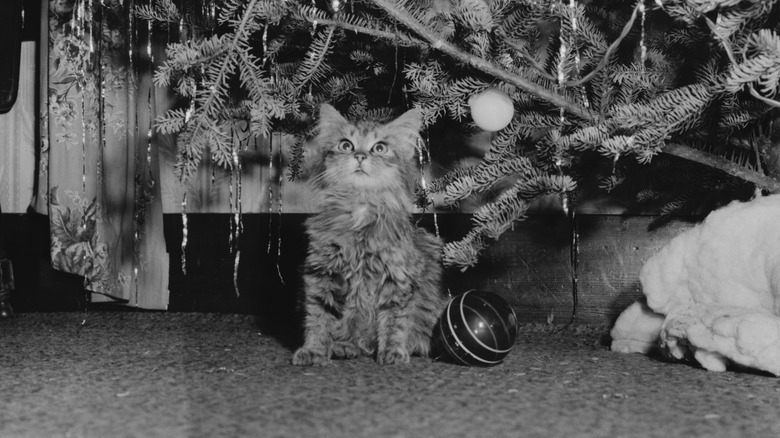 cat next to tinsel decorated Christmas tree 