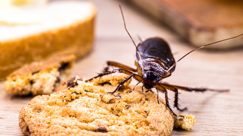 cockroach eating bread