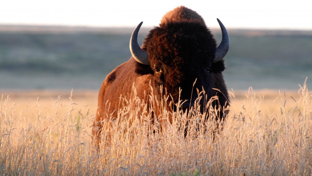 buffalo in comanche tribe language