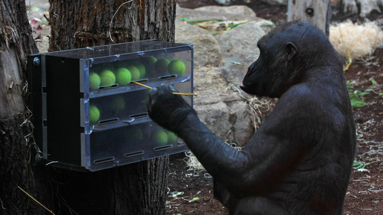 Chimp solving tennis ball puzzle