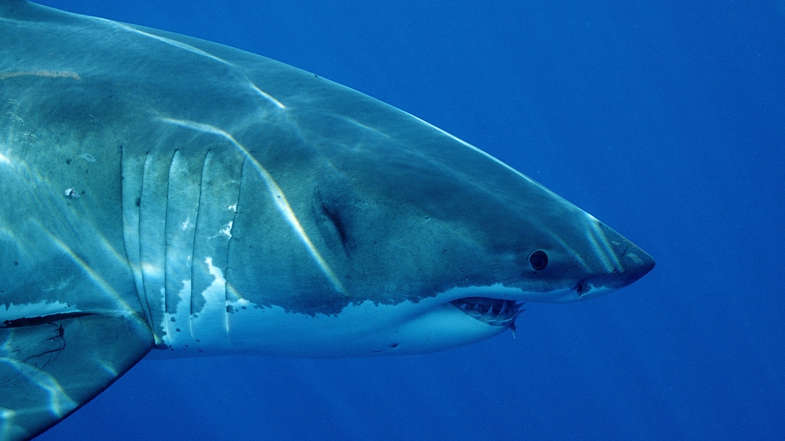 deep blue shark documentary