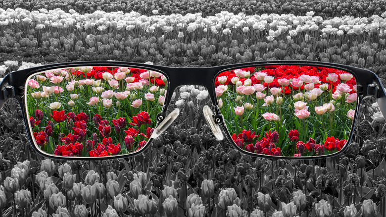sunglass colorblindness field flowers