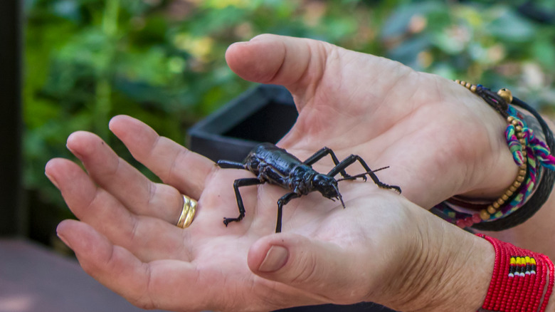 lord howe island tree lobster in hands