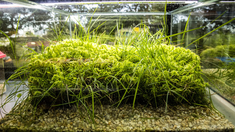 breeding tank genetic diversity