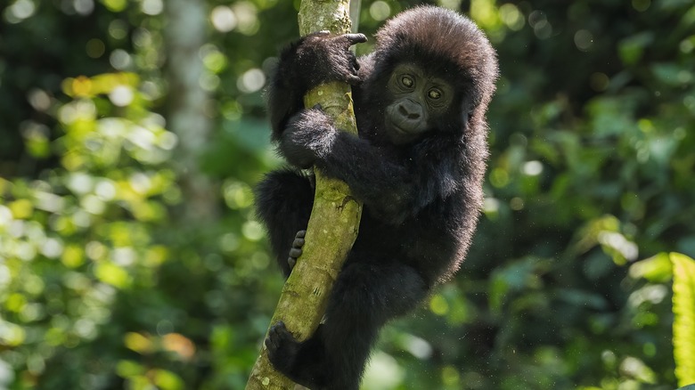 baby gorilla in tree