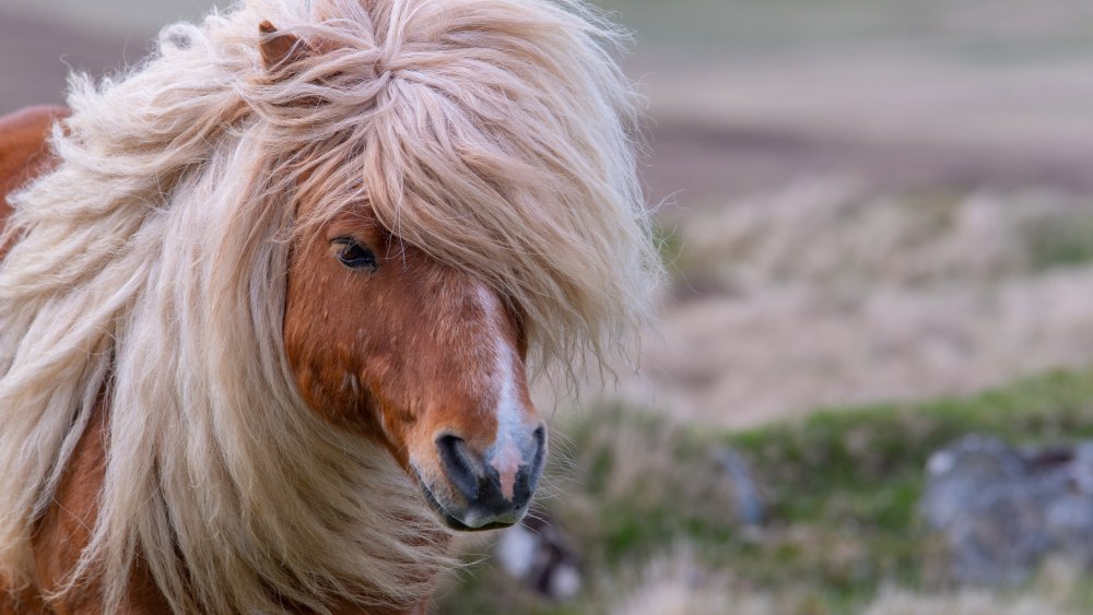 shetland pony