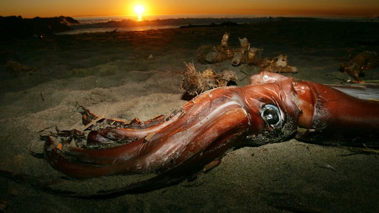 giant squid