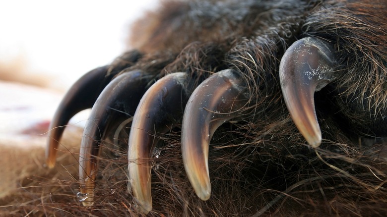 claws of a grizzly bear