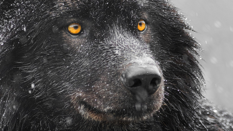 Canadian black wolf with orange eyes