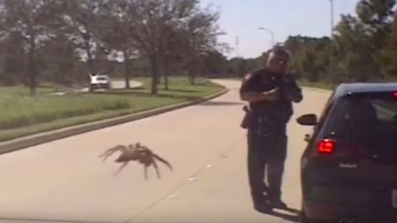 Cop-eating spider