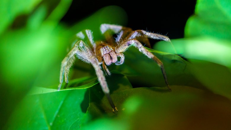 Brazilian wandering spider