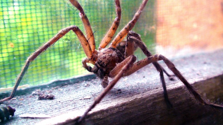 Huntsman spider in window