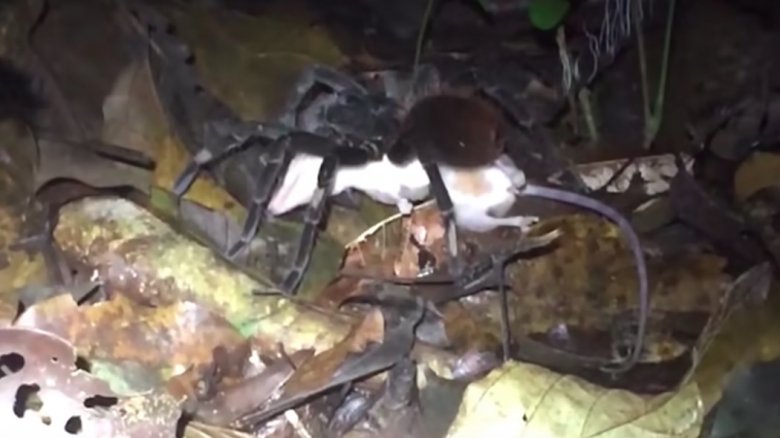 Spider with opossum