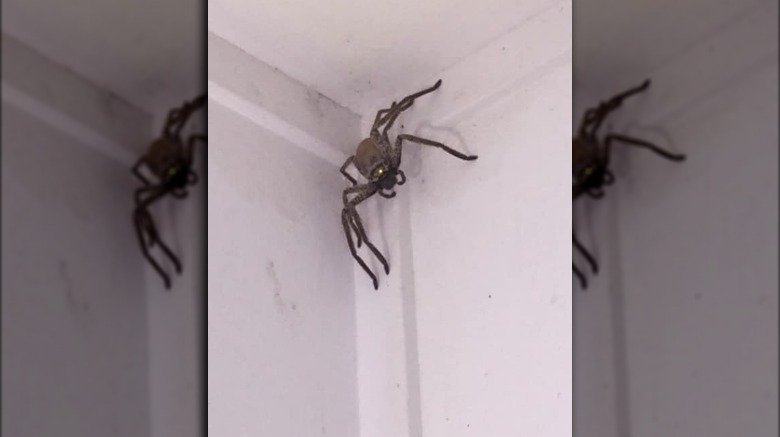 Huntsman spider in the corner