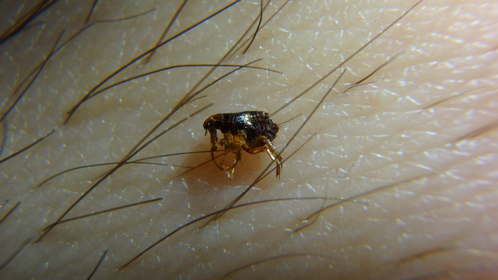 A flea trying to bite onto human skin. 