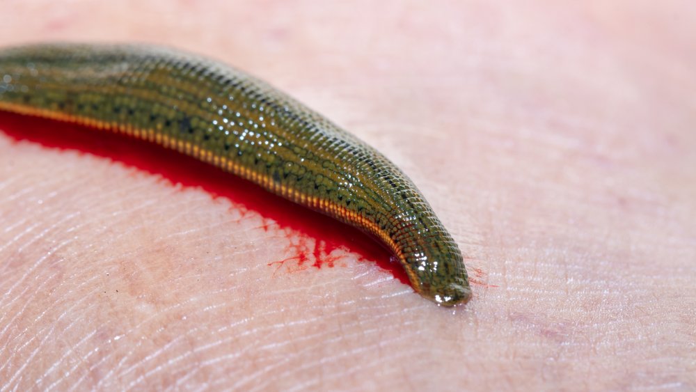 Closeup of a leech feeding on someone's finger