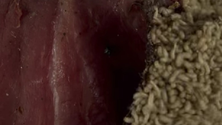 maggots eating meat