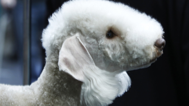 A Bedlington terrier looks up