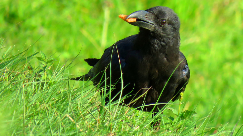 A crow on grass with food