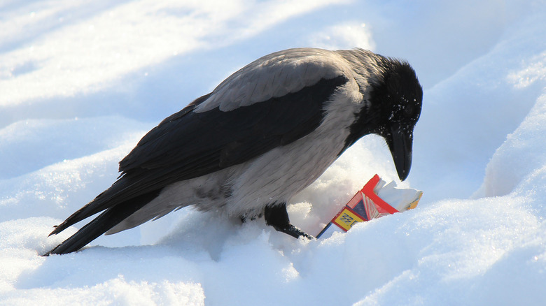 Crow with cigarette packet