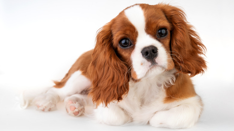 purebred Cavalier King Charles spaniel