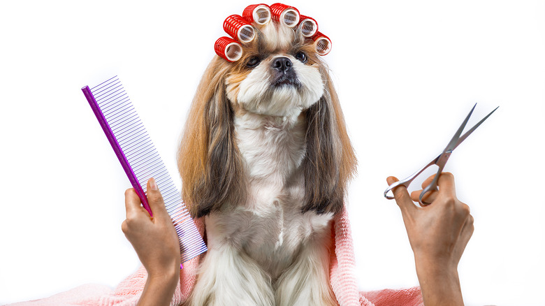 dog being groomed