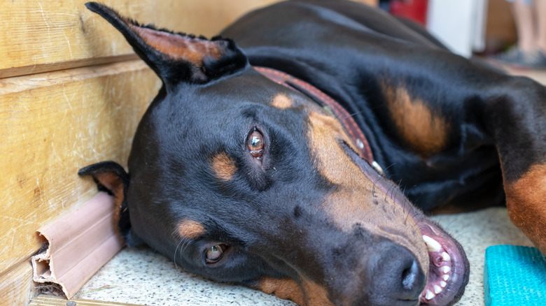 Doberman with cropped ears