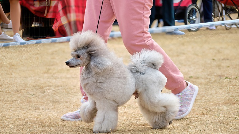 poodle walking at dog show