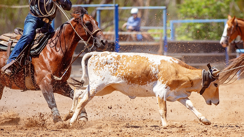 Calf roping