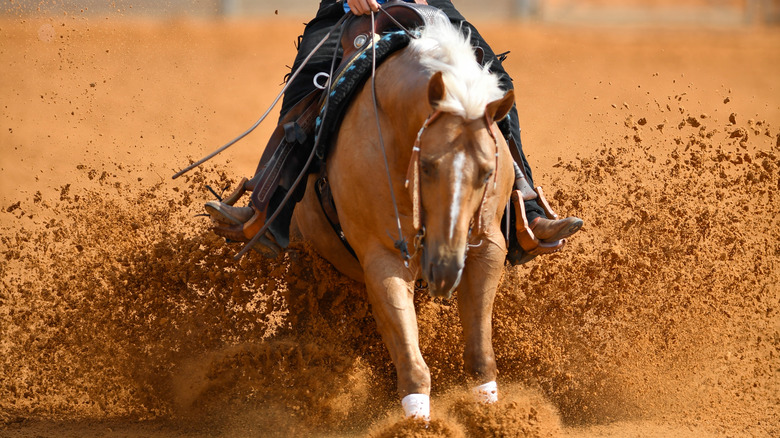 Horse at rodeo dirt spraying