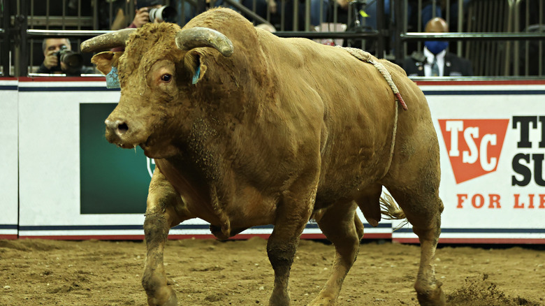 Bull at rodeo