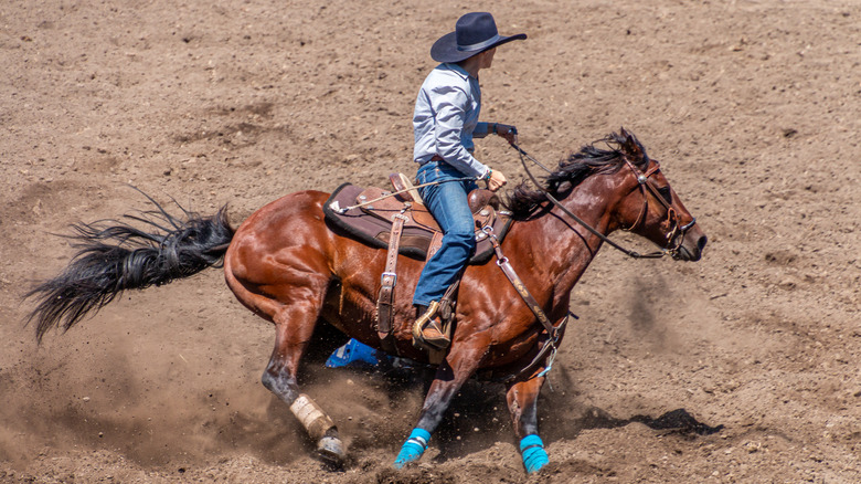 Rodeo rider with brown horse