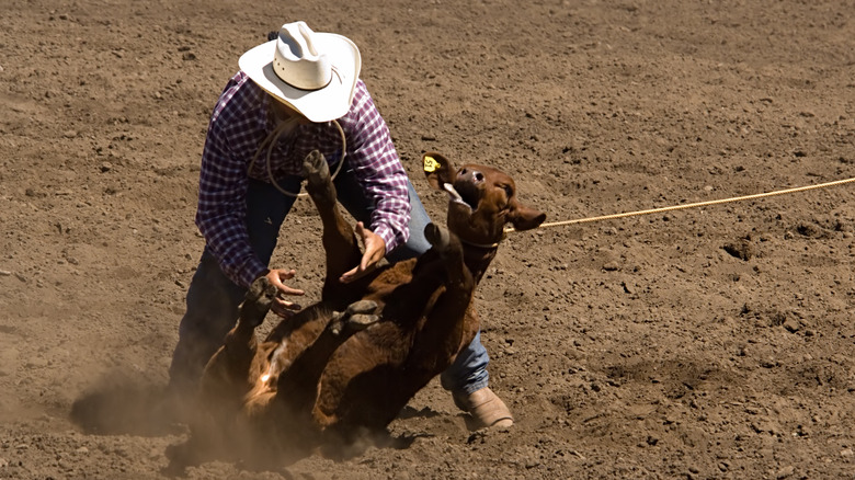 Calf strangled at rodeo