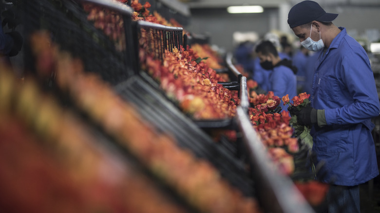 workers packing and prepping flowers