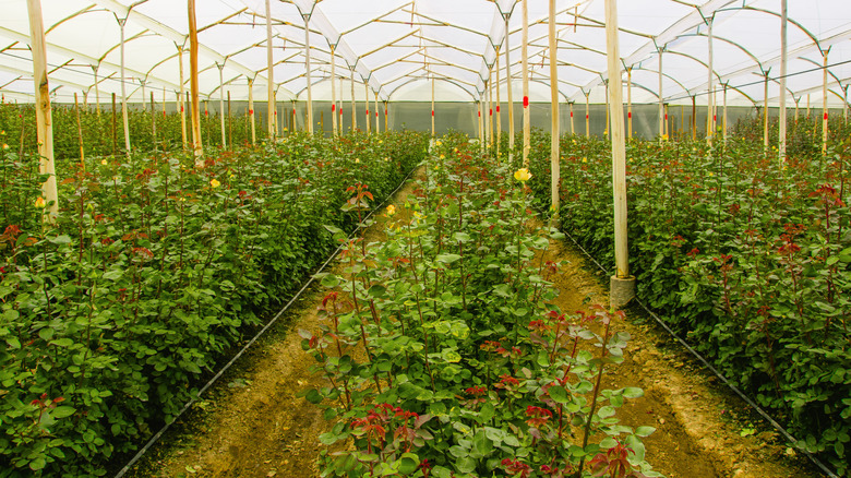 roses in a commercial greenhouse