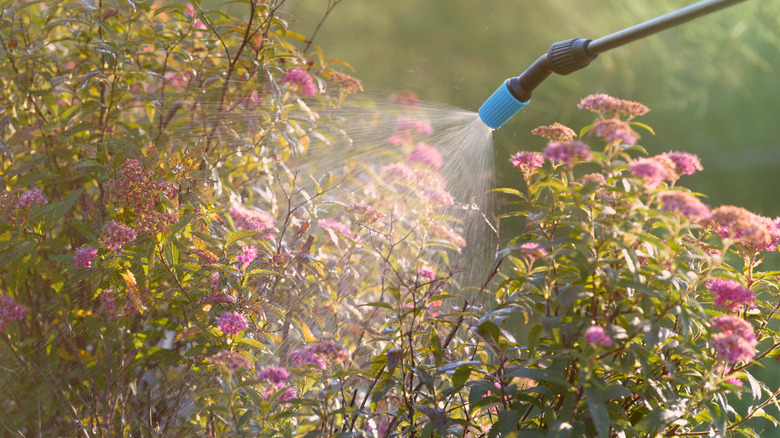 spraying chemicals on flowers