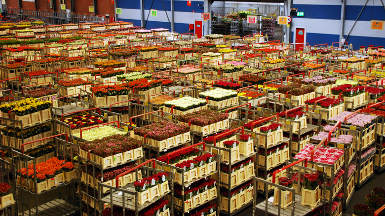 Royal FloraHolland staging area for flowers