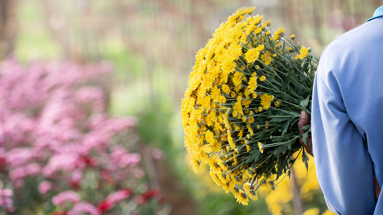 unidentified person harvesting flowers