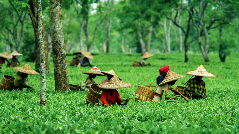 People picking tea in Assam