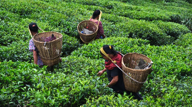 Women picking tea in India