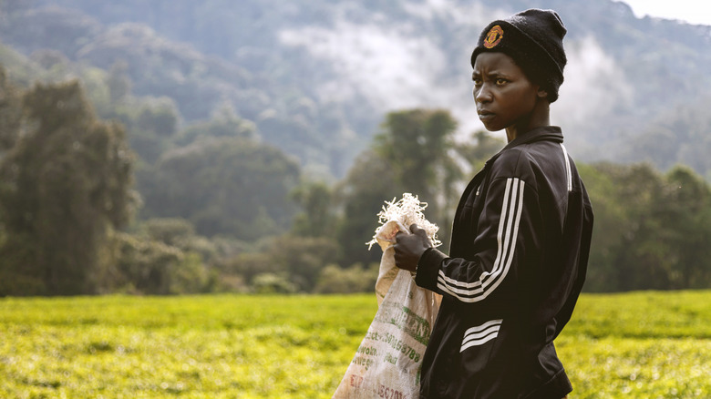 A young worker picks tea