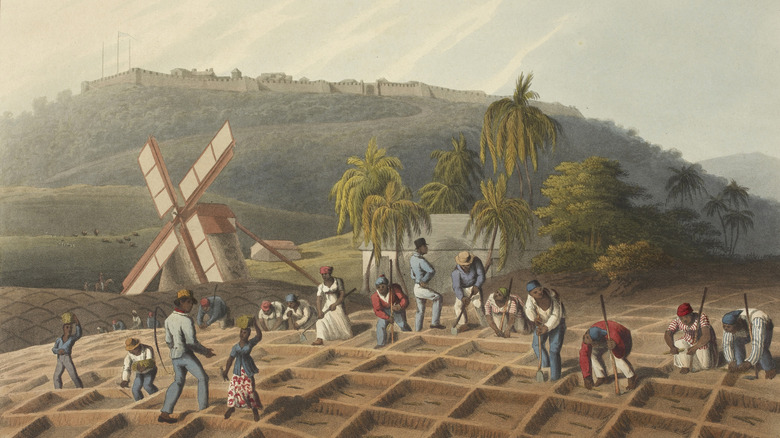 Enslaved workers on a sugar plantation
